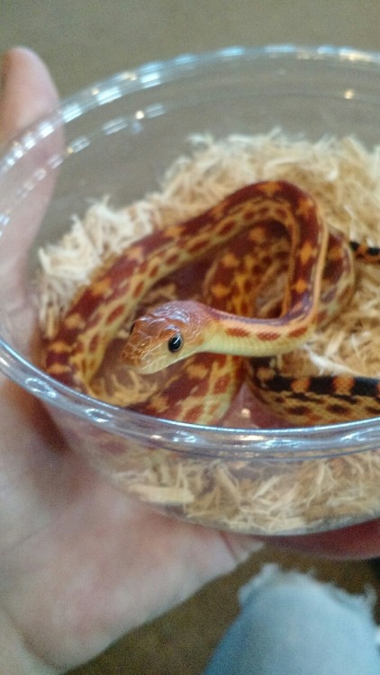 noodle-boops: Meet my new son! He’s a Cape Gopher snake. I’ve named him Molgera after my