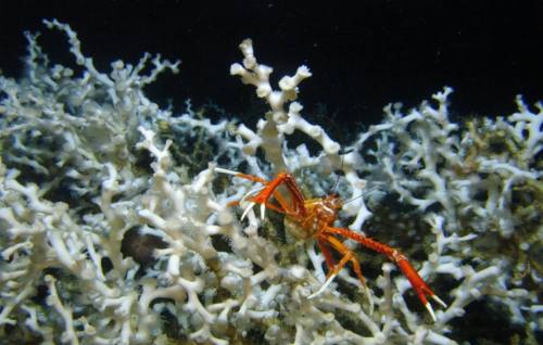 Reductions in Cold Water Coral Ecosystems and Ocean Circulation Earth Science is certainly an interd