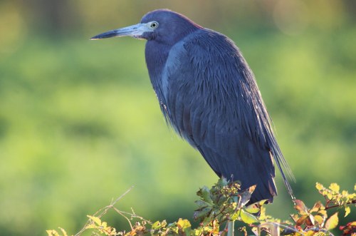 Little blue heron (Egretta caerulea)The little blue heron is a small heron belonging to the family A