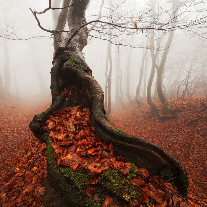 glawarhal:  Ancient Tree by Martin Rak on 500px. 