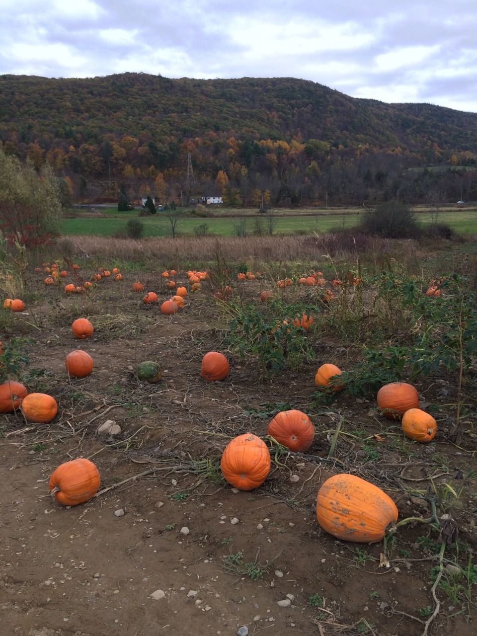 Pumpkins for days