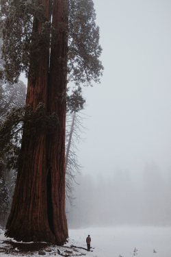 expressions-of-nature:  by Erik CarrilloSteve vs. Stalk Sequoia National Park, CA