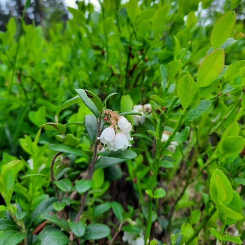 Lingonberry Blossoms.