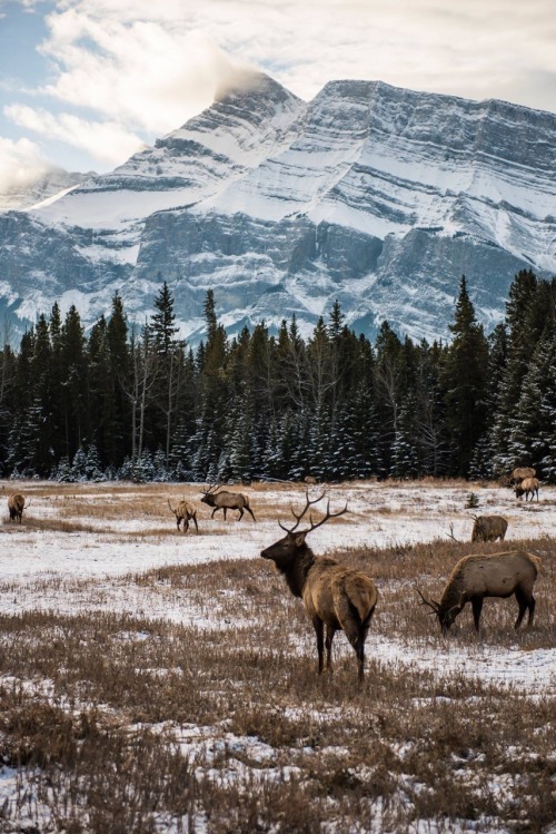 Kicking it with the locals in Banff.
