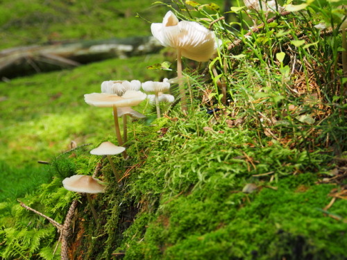 wockedypockedy:Mushroom castle 