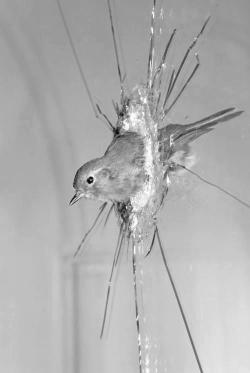 uconstruction:  Unknown - Bird in the Window