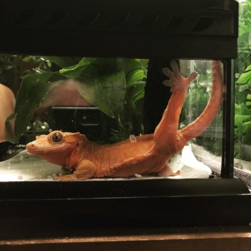 No one ever accused Red of being lady-like. #redfivestandingby #crestie #crestedgecko #manners