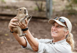 sandsvendor100:  cashewmonster:  sdzoo:  Thanks to Vic Murayama for capturing these adorable photos of our four new capybara babies.   sandsvendor100 WHY ARE YOU EATING THE POOR BABY  The Hunger 