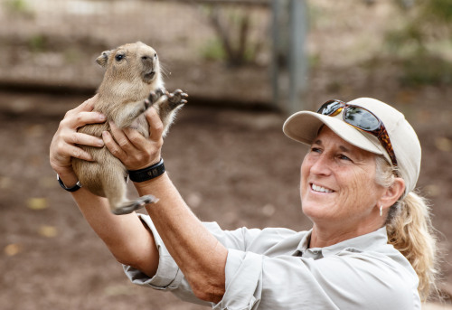 sdzoo:Thanks to Vic Murayama for capturing these adorable photos of our four new capybara babies.