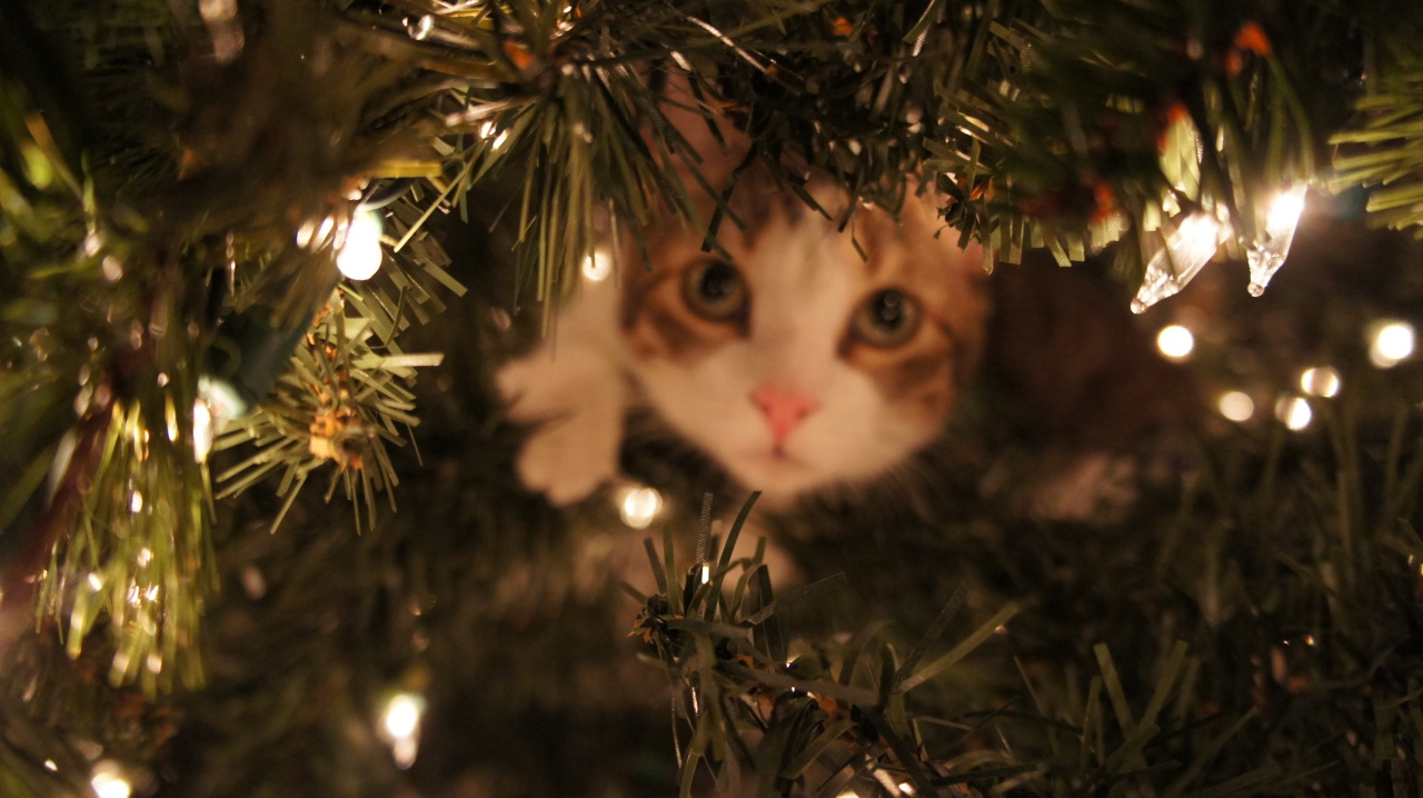 de-lila-a-medio-dia:    Inaugurating the Christmas season!   ♥