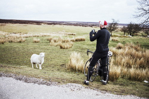 Sheep. Joe. Wales. 2015.