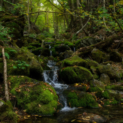 brianwalsh12: Stream in the Moss