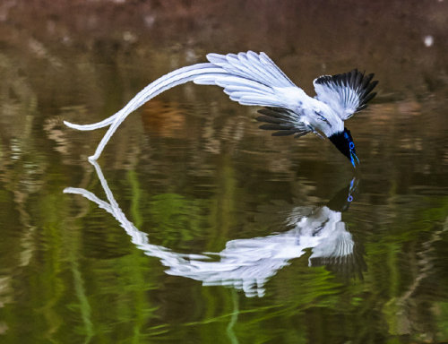 fuckyeahchinesefashion:Chinese Paradise-flycatcher /Terpsiphone incei in dongzhai 董寨, henan ◇ photo 