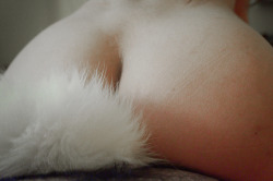 daddys-faerie:  daddy loves my tail <3