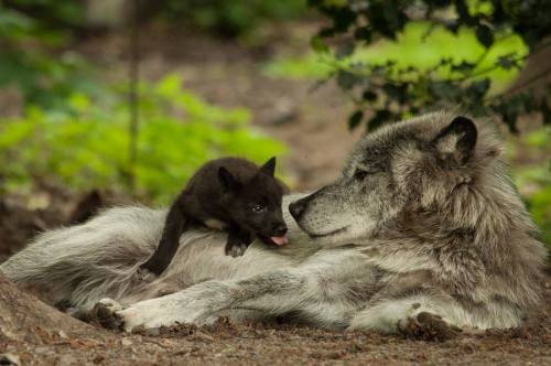 the-clockmakers-daughter: wolveswolves: By National Geographic ༺ Can You Handle a Twisted Fairy Tale