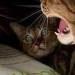 sleepy-bebby: