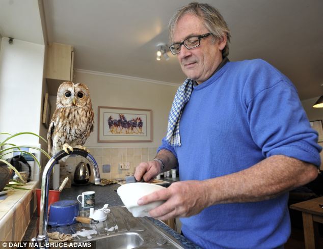 catsbeaversandducks:  Meet Bertie, the owl who is afraid of going outside… and