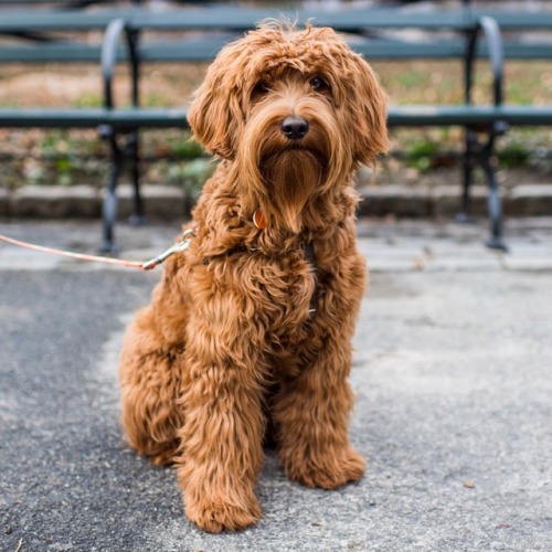 thedogist: Riley, Australian Labradoodle (10 m/o), Central Park, New York, NY • “Her favo