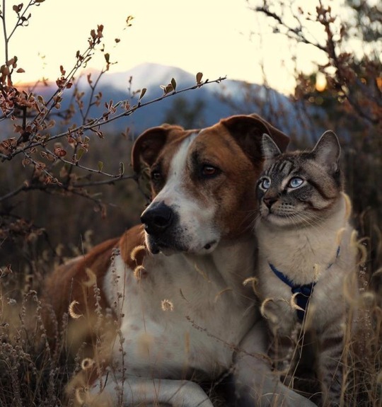 friendly-animals:  (Source)