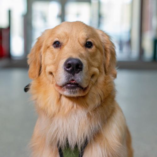 Lou, (3-y-o), Golden Retriever, Red River College (therapy dog day!), Winnipeg. “He is gentle, kind,