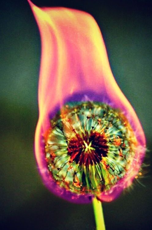 misscannabliss:dandy lion 