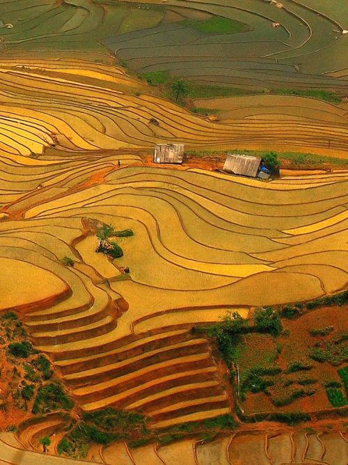 asianfavorit: Vietnam Sa Pa Terraces