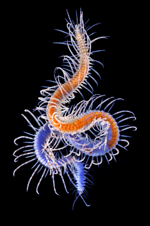 Newly Discovered Deep Sea Worms Unknown to Science Scientist and marine researcher Alexander Se