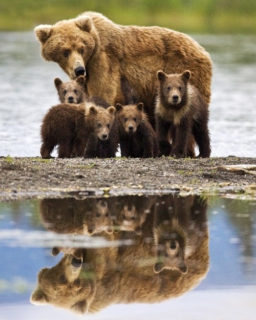 Sex Family resemblance (Grizzly sow with her pictures