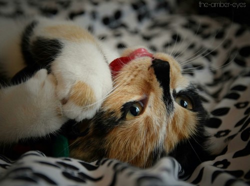 Meow because cute fluffs. 