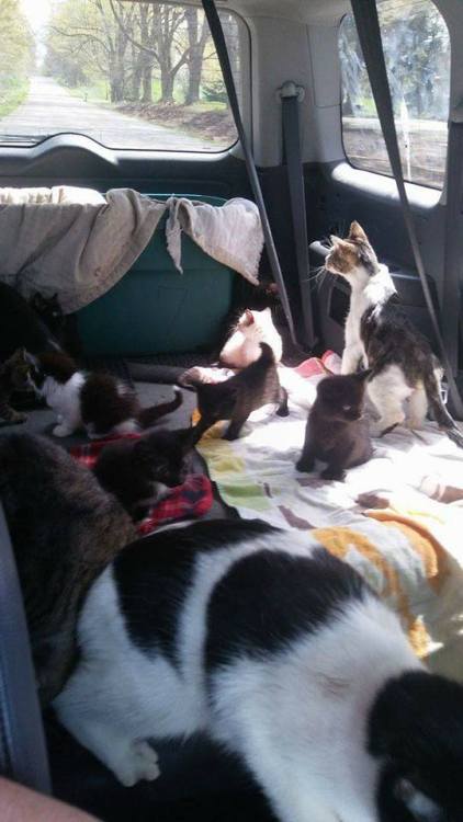 blapis-blazuli: bettagal: Animal Rescue in need of donations. Tuesday night a family friend, wh