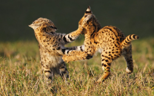 ainawgsd:Wild Cats Play Fighting