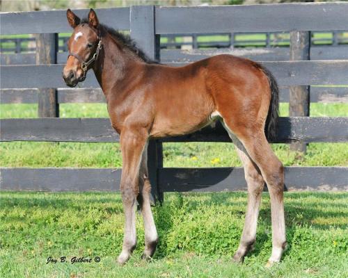 Porn photo equine-mistreatment:  Over Breeding in the