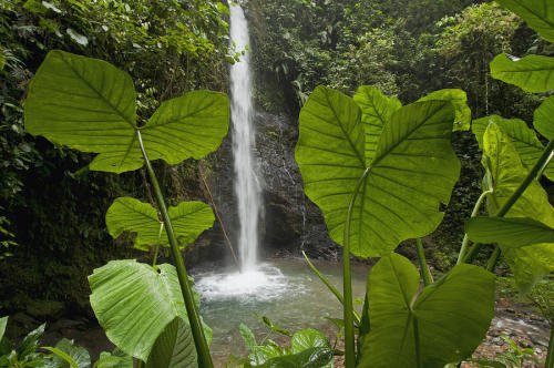waterfall-tropics: vanillaa-sunshine: ♡♡ active jungle blog ♡♡ ғȏʟʟȏẇ ғȏя ṃȏяє ṭяȏƿıċѧʟ