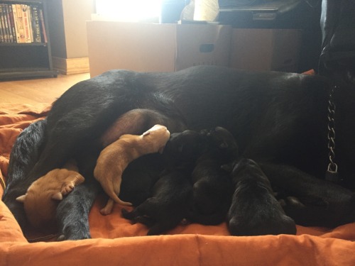 Update : the puppies are getting bigger :)