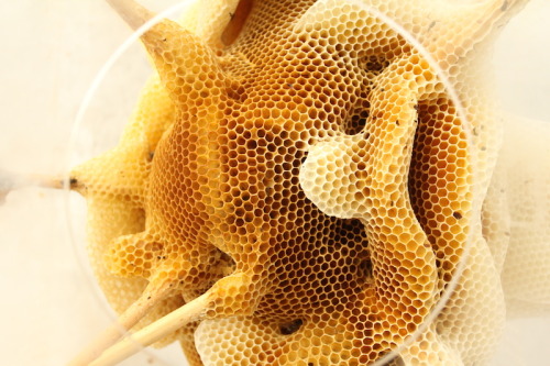 designcube: ‘Yuansu II’ (Sculptures made by bees) by Ren Ri