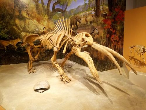 roosaurusrin:Mammalian (and one terror bird) fossils of Sam Noble. Pictures include a gomphotherium,