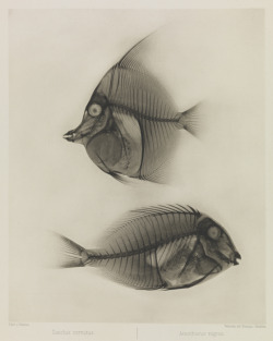 theshinyboogie:  X-ray photo of two fish by Eduard Valenta and Josef Maria Eder, 1896 (via) 