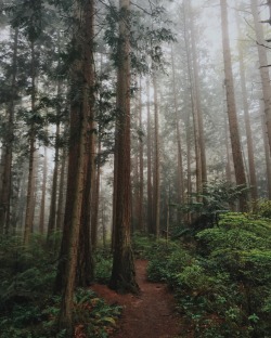 rileysnyderphoto:Solitude in the forest