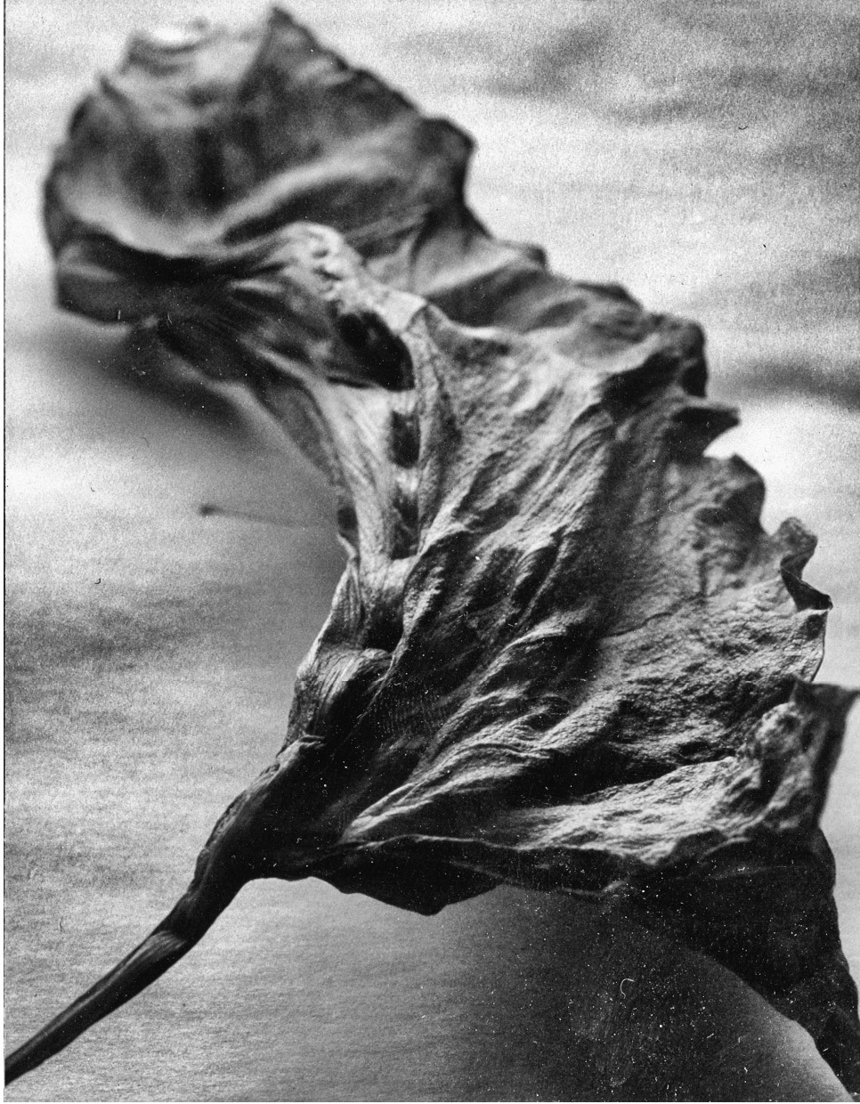 the dried leaf.
originally shot on polaroid 54, 4x5 film,
digital post production