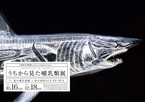 artmonia:  Composition of Mammals by Wataru Yoshida Wataru came up with an idea of a mock exhibition posters, The Composition of Mammal’s, at the National Museum of Nature and Science, Tokyo, which studies the anatomy of mammals with displays of taxidermy