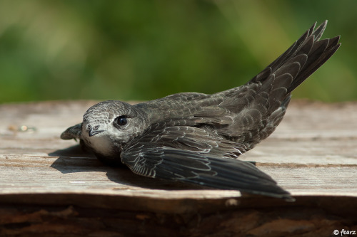 Common Swift (Apus apus) &gt;&gt;by Fred