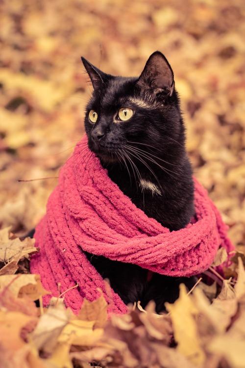 autumncozy:  Cats in scarves in the fall. 