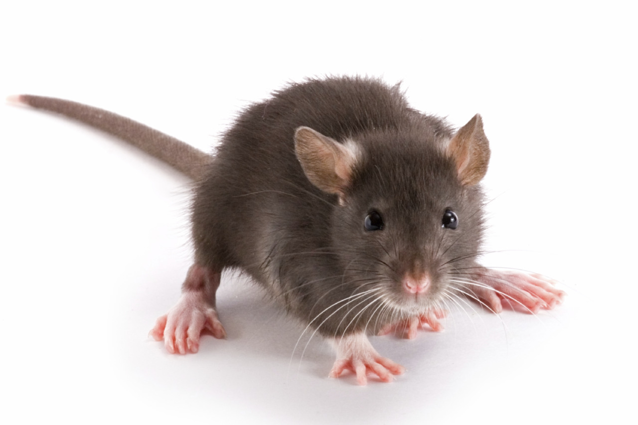 Leptospirosis rats