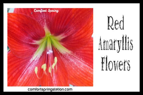 Red Amaryllis Flowers