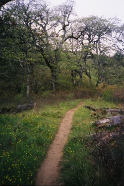 landorfoam:  Narnia, in Washington | Fuji Superia 400, Olympus XA  Instagram @jamieswick 