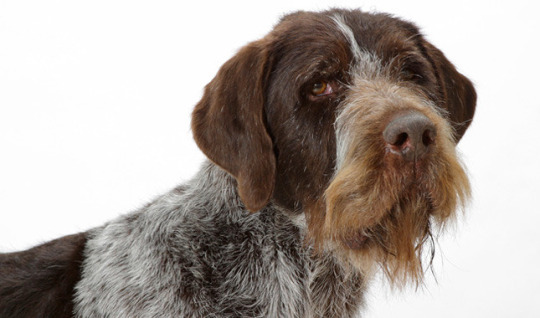 Harry Potter Characters As Dogs