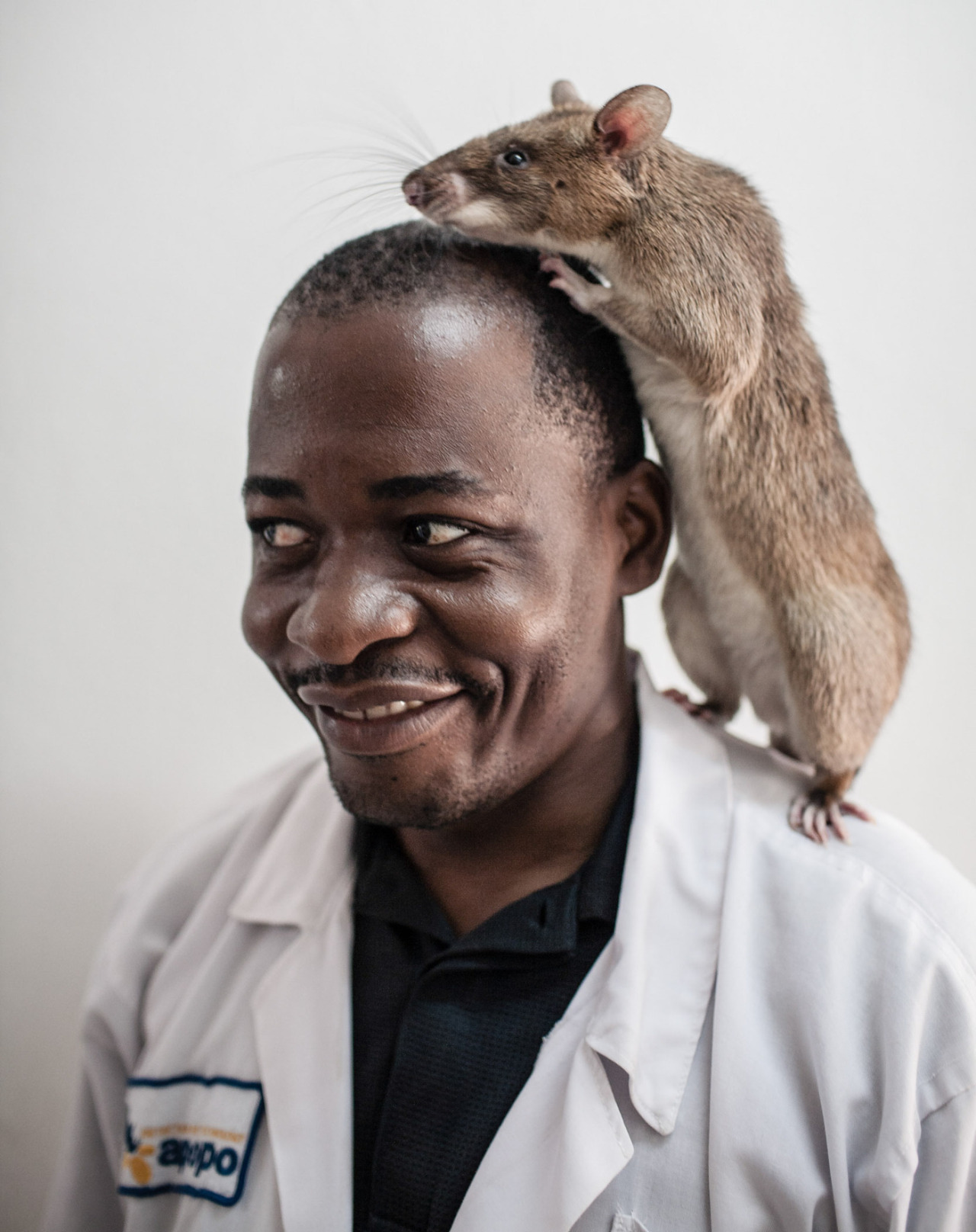 Cricetomys gambianus. Гамбийская хомяковая крыса. Африканская хомяковая крыса. Гамбийская сумчатая крыса. Гигантская сумчатая крыса Занзибар.