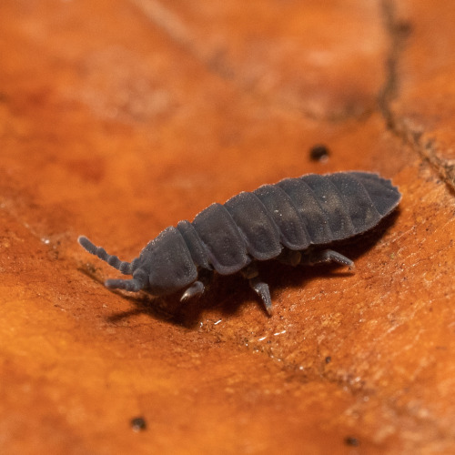 Giant Springtail, Tetrodontophora Bielanensis, Onychiuridae