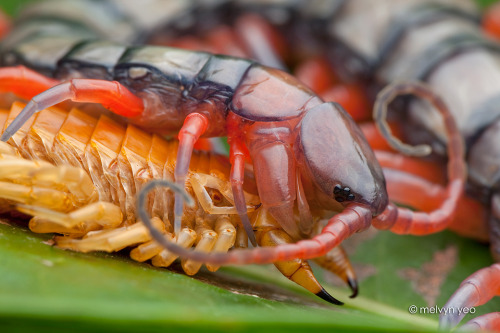 mucholderthen:Moulting Asian Giant Centipede (Scolopendra subspinipes), Singaporephotos by Melvyn Ye