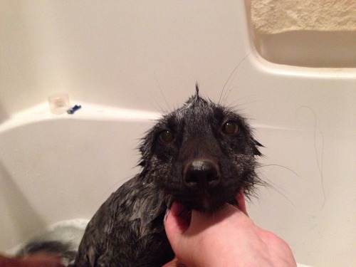 Porn maythefoxbewithyou:  A bath fox is a sad photos